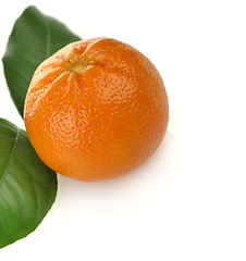 Image showing Orange Fruit