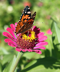 Image showing butterfly on flower