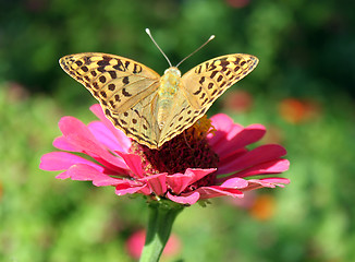 Image showing butterfly on flower