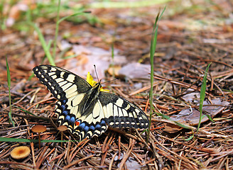 Image showing butterfly in forest