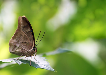 Image showing butterfly on a leaf