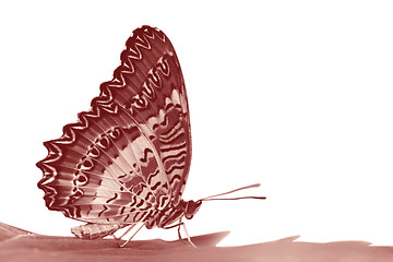 Image showing butterfly