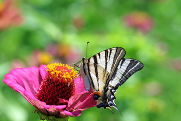 Image showing garden