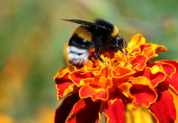 Image showing bumblebee on marigold