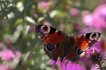 Image showing butterfly