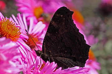 Image showing butterfly (european peacock) 