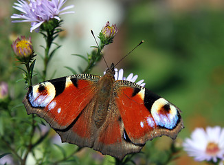 Image showing butterfly on flower