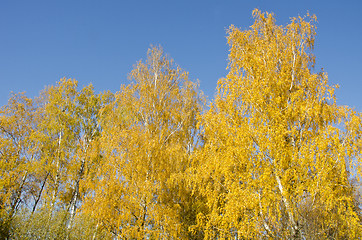 Image showing Yellow forest birch leaf top. Autumn beauty.