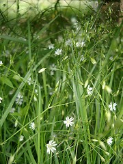 Image showing little white flowers