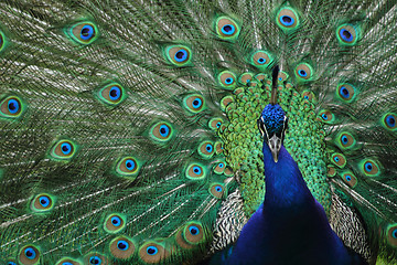 Image showing peacock