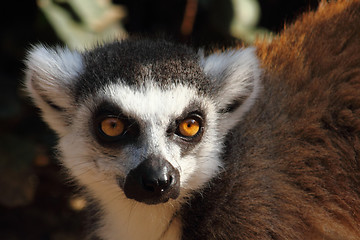 Image showing lemur monkey