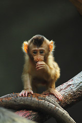 Image showing small monkey