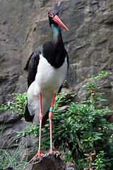 Image showing black stork