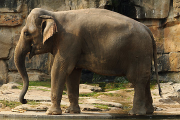 Image showing elephant