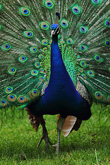 Image showing peacock