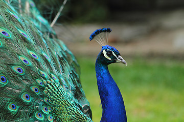 Image showing peacock