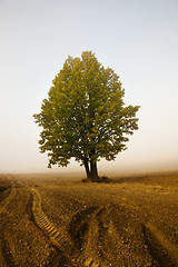 Image showing Tree in a fog