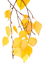 Image showing leaf birches (isolated)