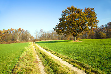 Image showing Oak in the field (autumn)