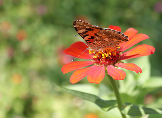 Image showing summer in garden