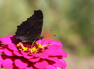 Image showing black butterfly