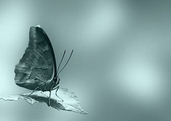 Image showing butterfly on a leaf