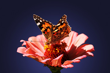 Image showing butterfly on zinnia