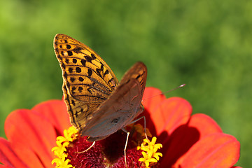 Image showing butterfly on flower 