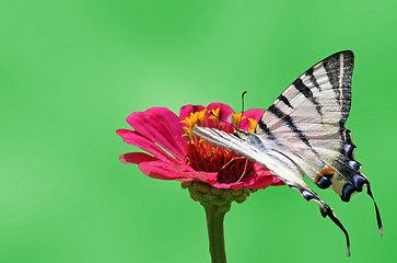 Image showing butterfly on flower