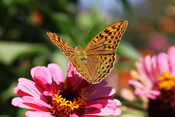 Image showing butterfly on flower