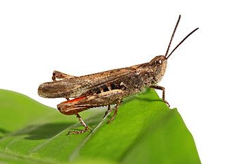 Image showing grasshopper