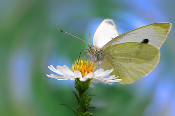 Image showing white cabbage butterfly 