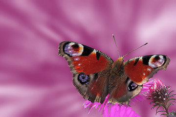 Image showing butterfly on flower