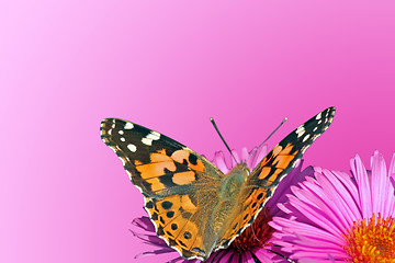 Image showing butterfly on chrysanthemum