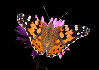 Image showing butterfly Painted Lady