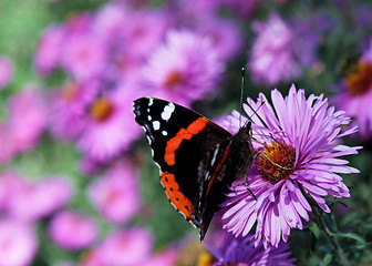 Image showing autumnal garden