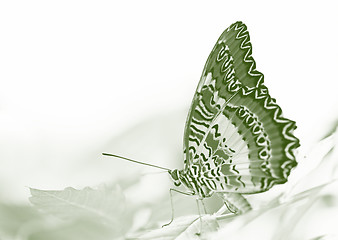 Image showing butterfly on a leaf