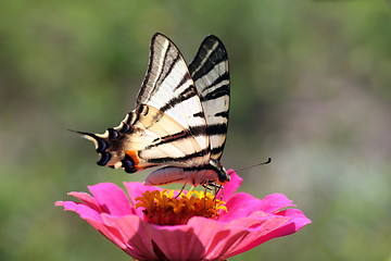 Image showing butterfly on flower