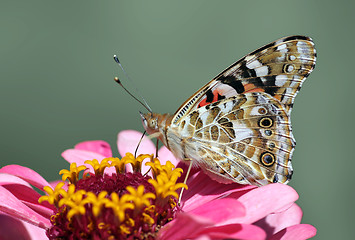 Image showing butterfly on flower