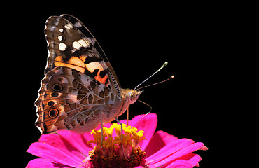 Image showing butterfly on zinnia