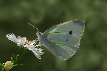 Image showing white cabbage butterfly