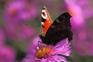 Image showing European Peacock