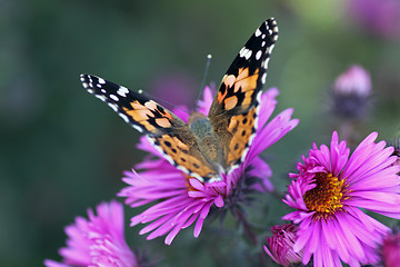 Image showing garden at fall