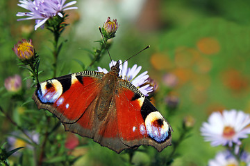 Image showing butterfly