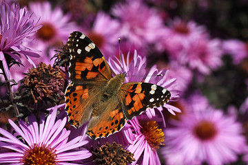 Image showing butterfly on chrysanthemum