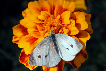 Image showing butterfly on marigold