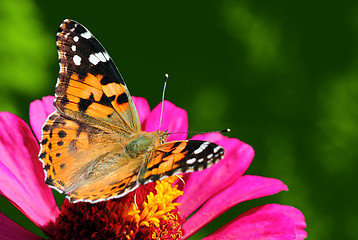 Image showing butterfly sitting on flower