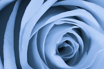 Image showing blue rose close up