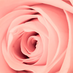 Image showing pink rose close up