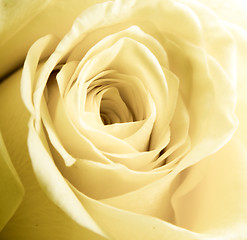 Image showing white rose petals